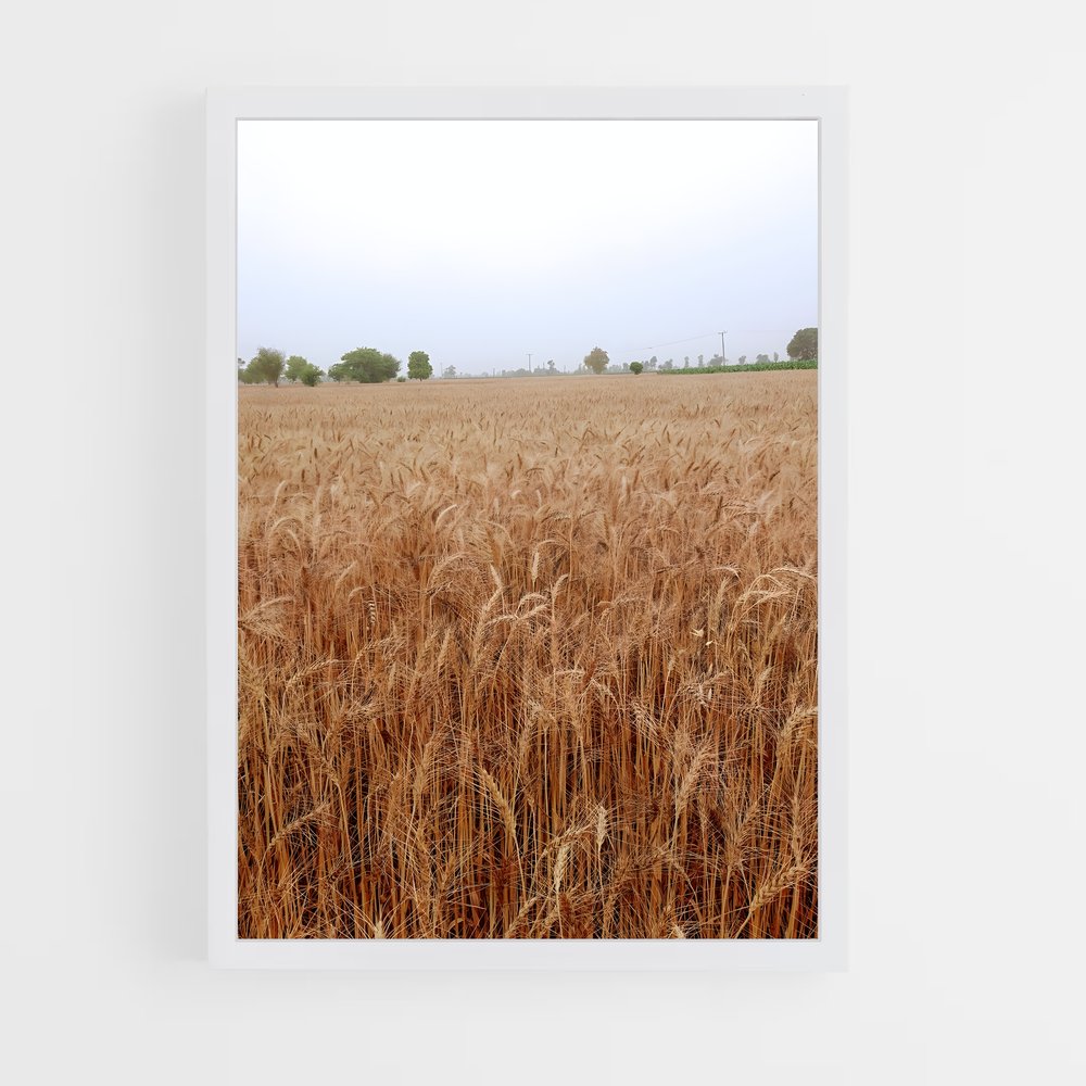 ap-wheat-7 cadre Blanc