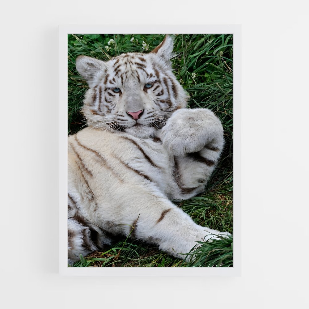 ap-white tiger-14 cadre Blanc