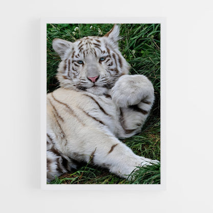 ap-white tiger-14 cadre Blanc