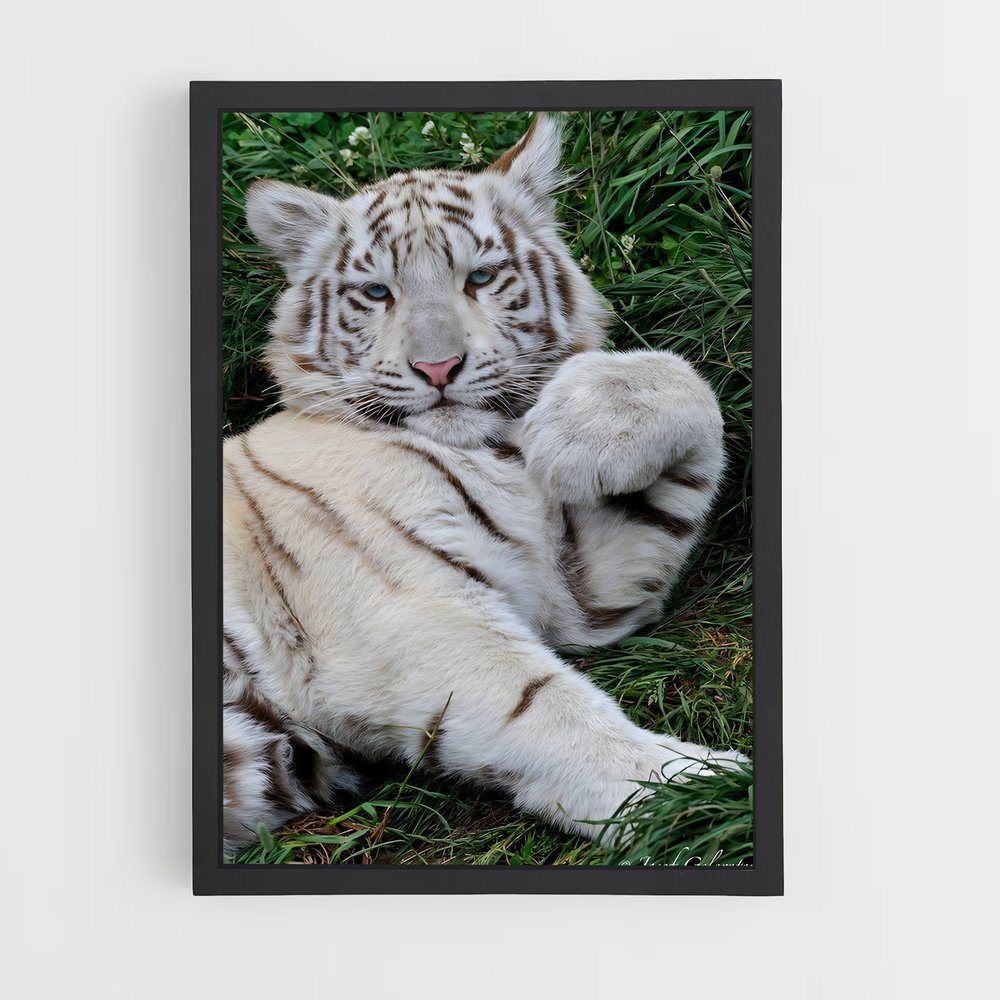 ap-white tiger-14 cadre Noir