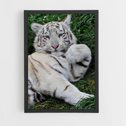 ap-white tiger-14 cadre Noir