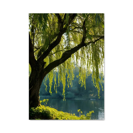 Poster Sous le Saule