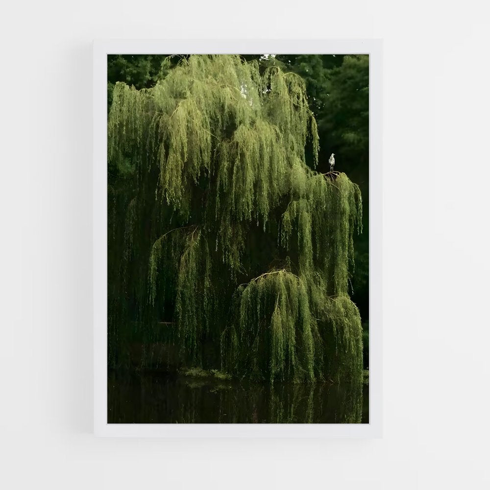 ap-willow-5 cadre Blanc