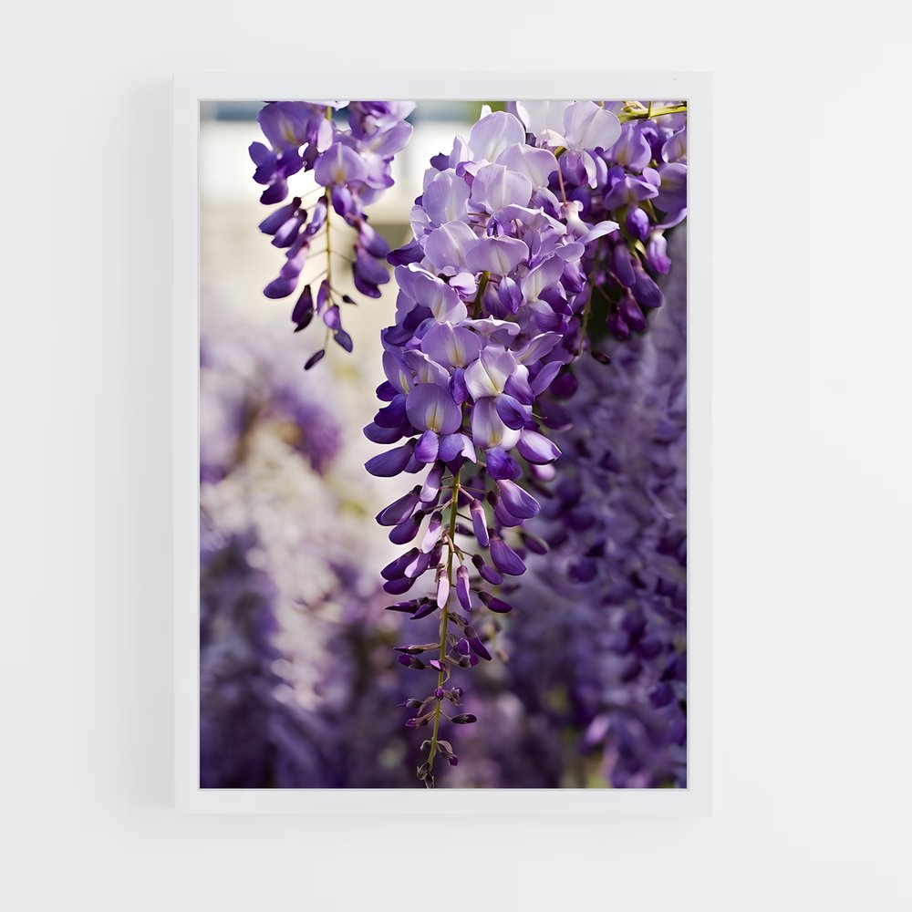 ap-wisteria-6 cadre Blanc