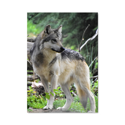 Poster Loup Errant