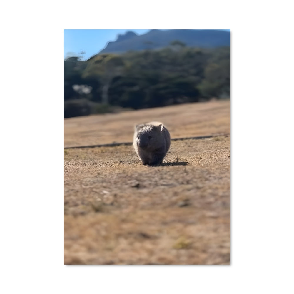 Poster Wombat Explorer