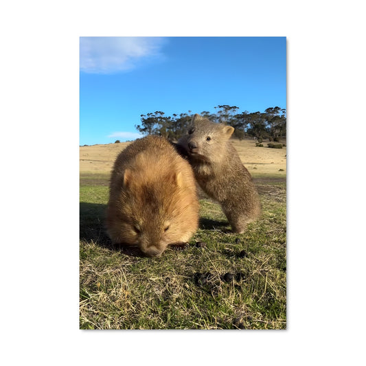 Poster Wombat Duo