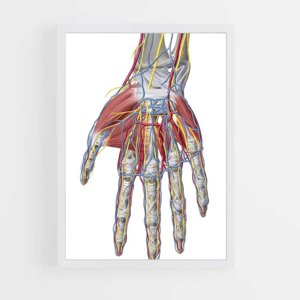 ap-wrist-1 cadre Blanc