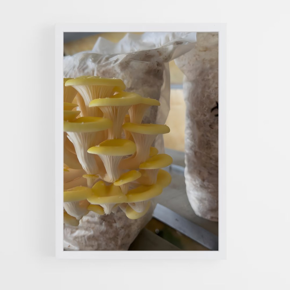 ap-yellow oyster-1 cadre Blanc