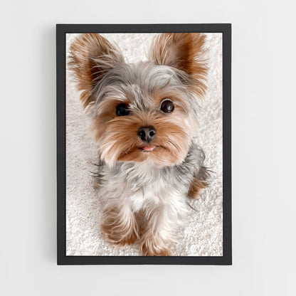 ap-yorkshire terrier-1 cadre Noir