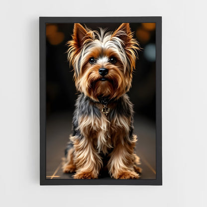 ap-yorkshire terrier-3 cadre Noir