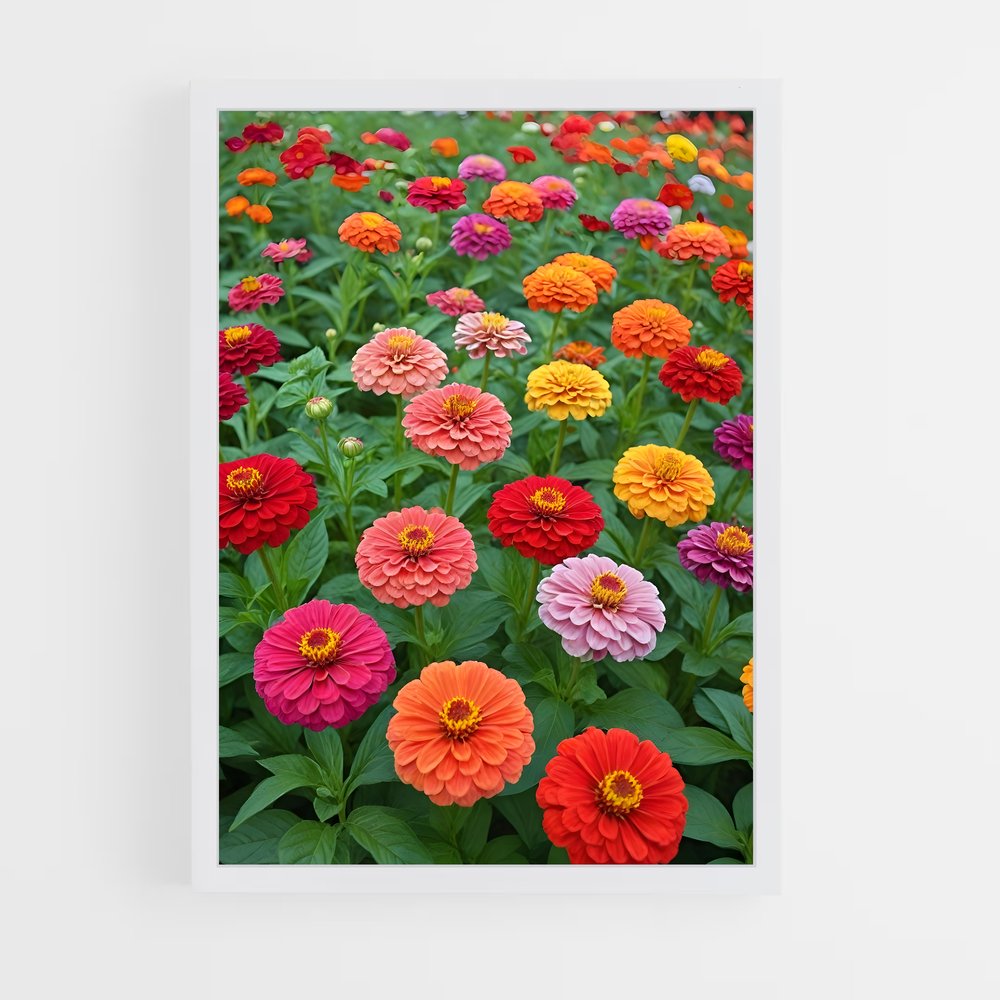 ap-zinnia-1 cadre Blanc