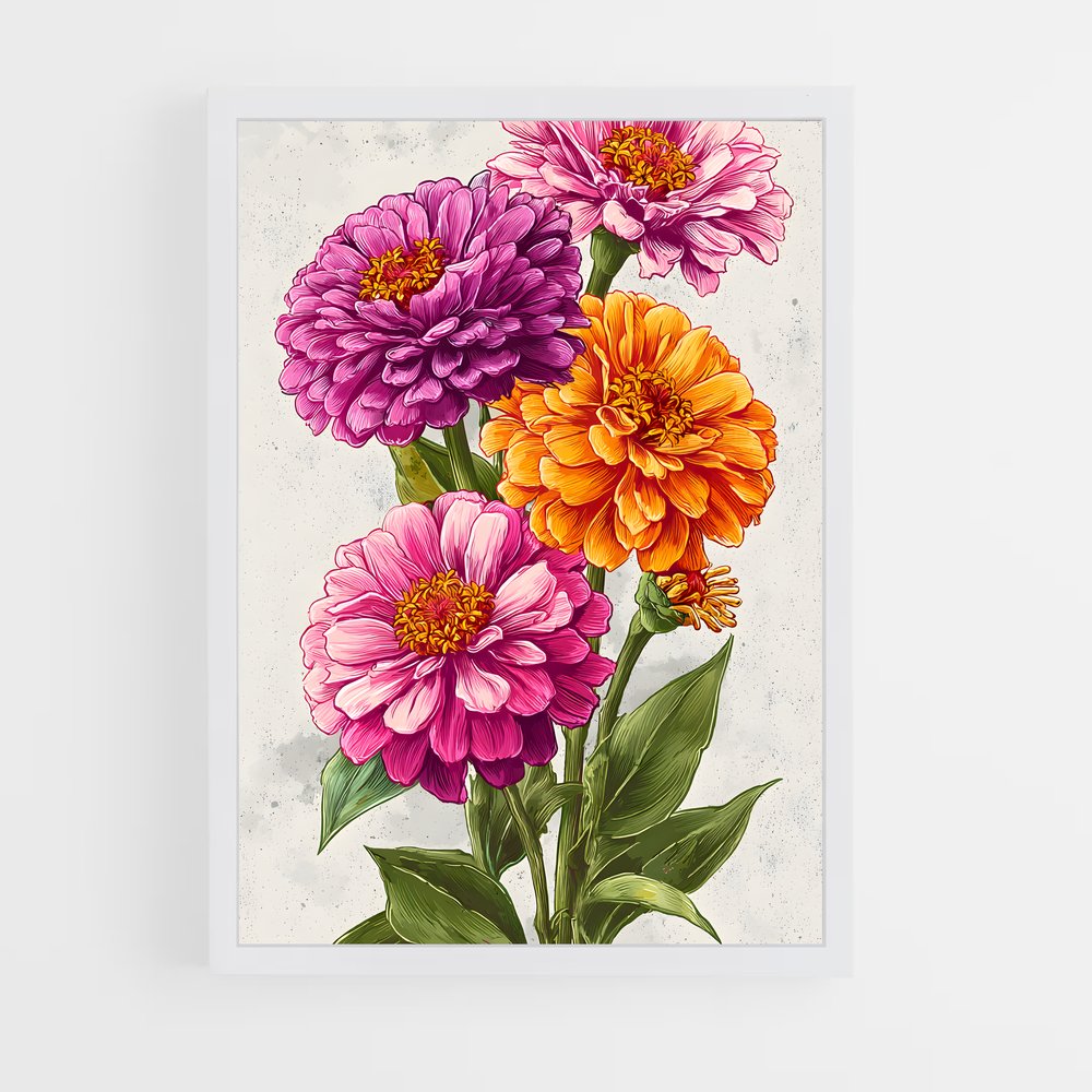 ap-zinnia-2 cadre Blanc