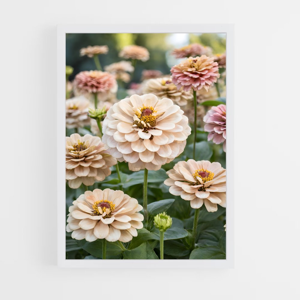 ap-zinnia-3 cadre Blanc