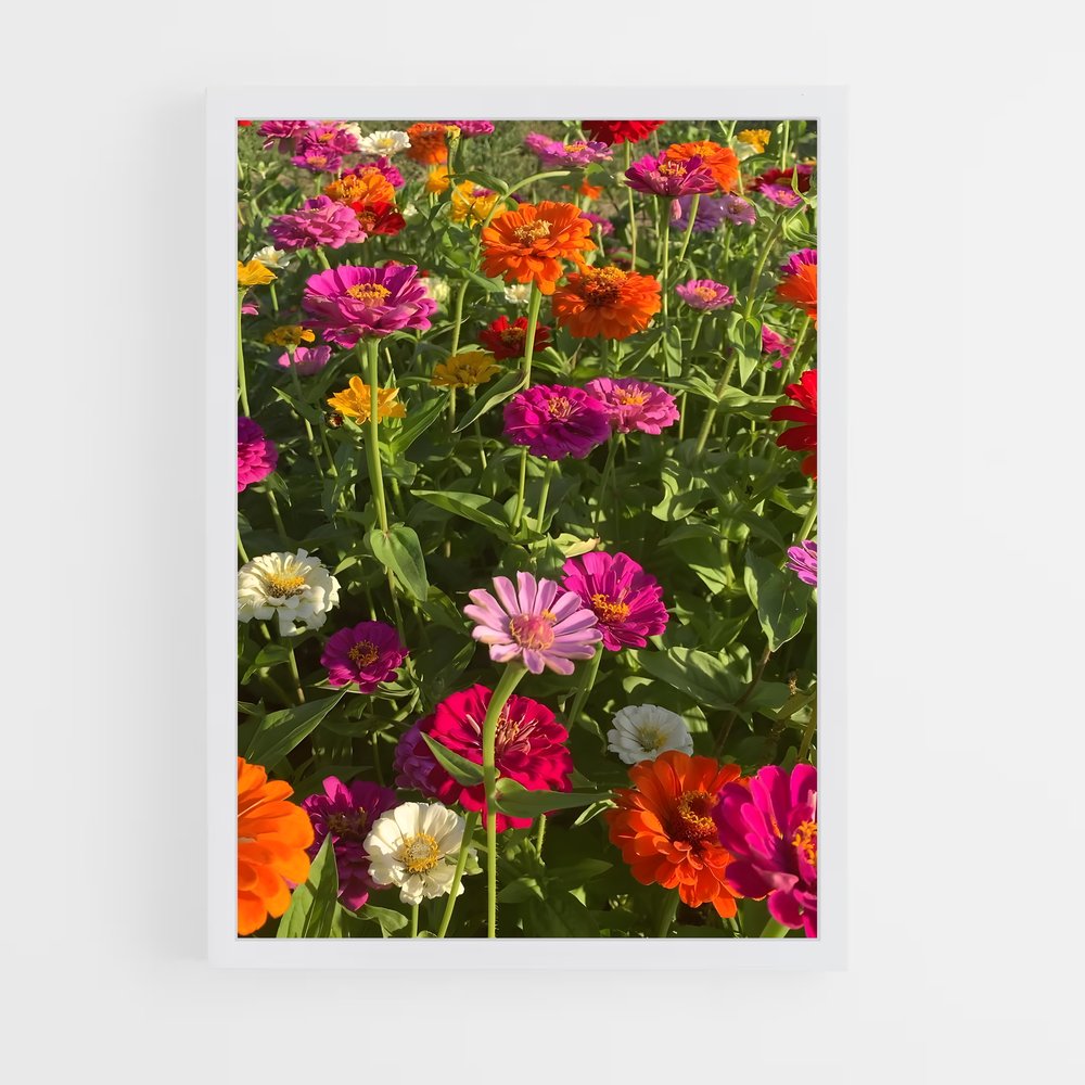 ap-zinnia-4 cadre Blanc