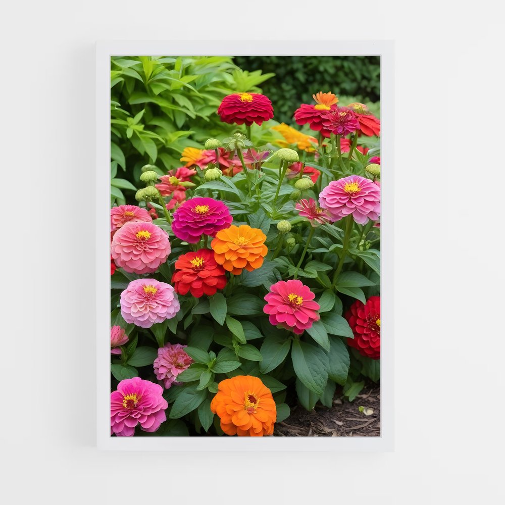 ap-zinnia-5 cadre Blanc