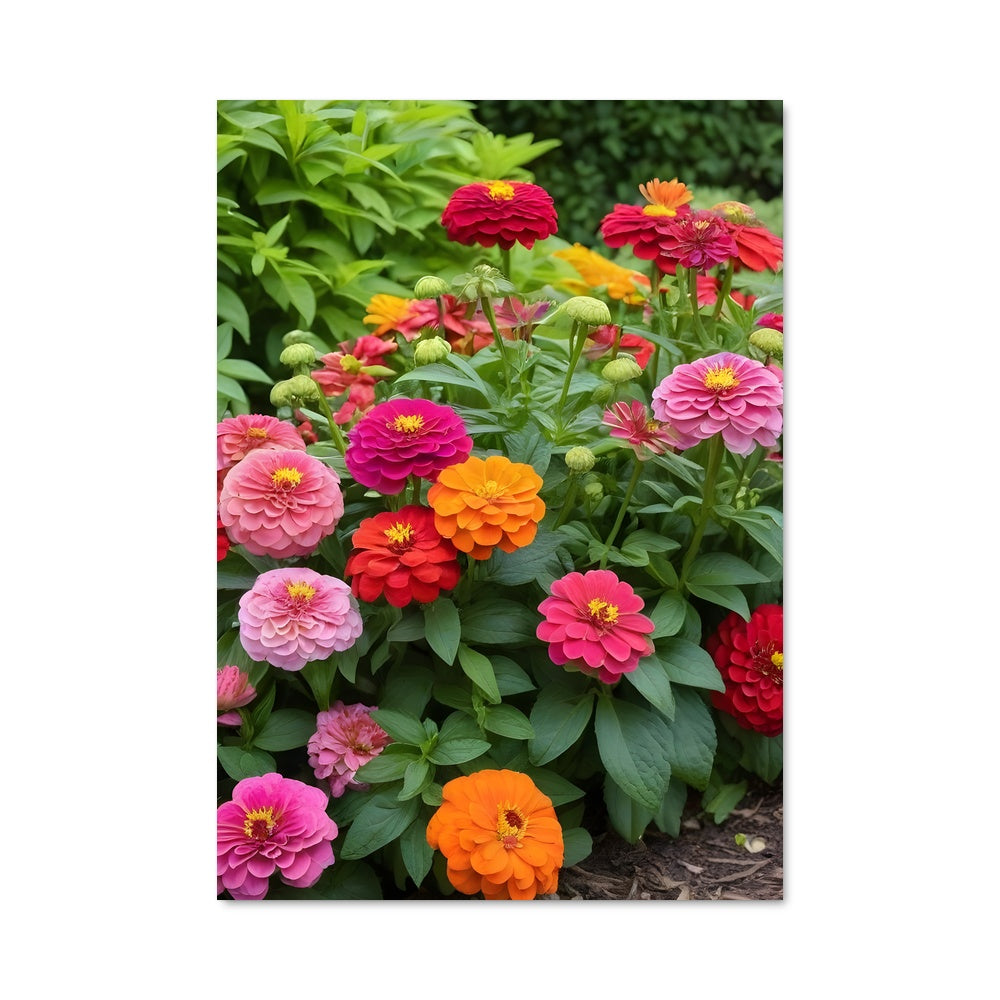 Poster Zinnia 96789