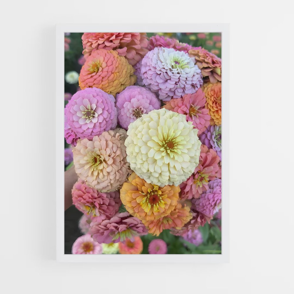 ap-zinnia-7 cadre Blanc