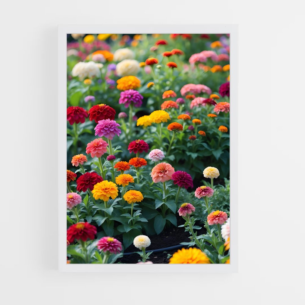 ap-zinnia-9 cadre Blanc