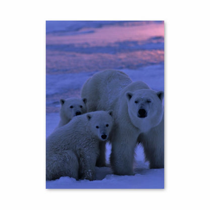 Poster White Bears Family