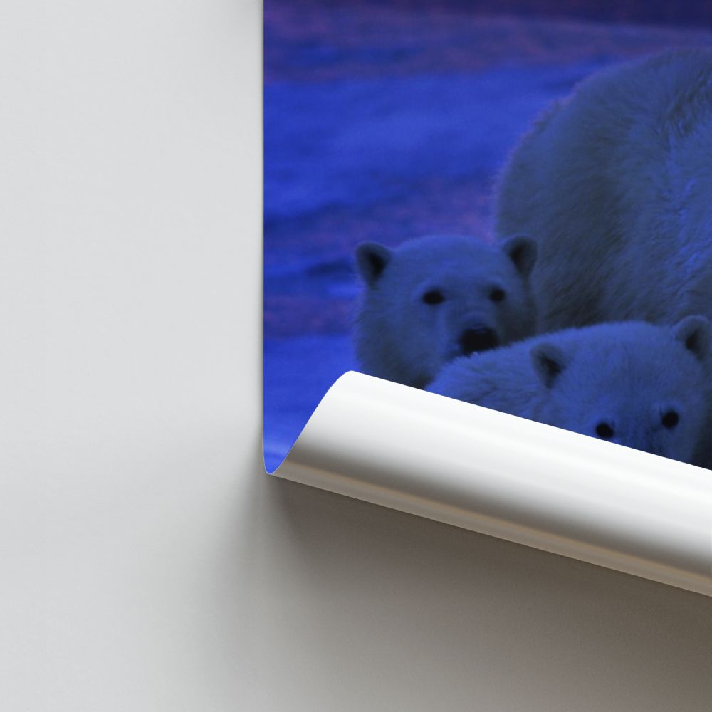 Poster White Bears Family