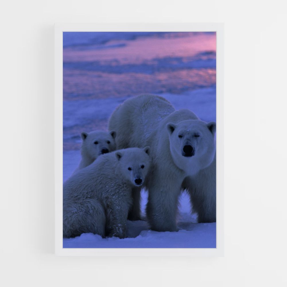 Poster White Bears Family