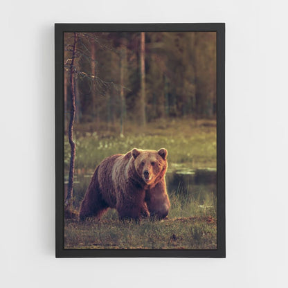 Adult Bear Poster