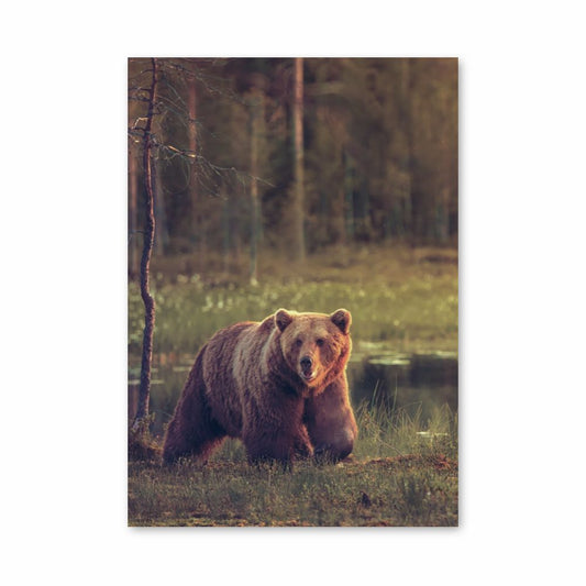 Adult Bear Poster