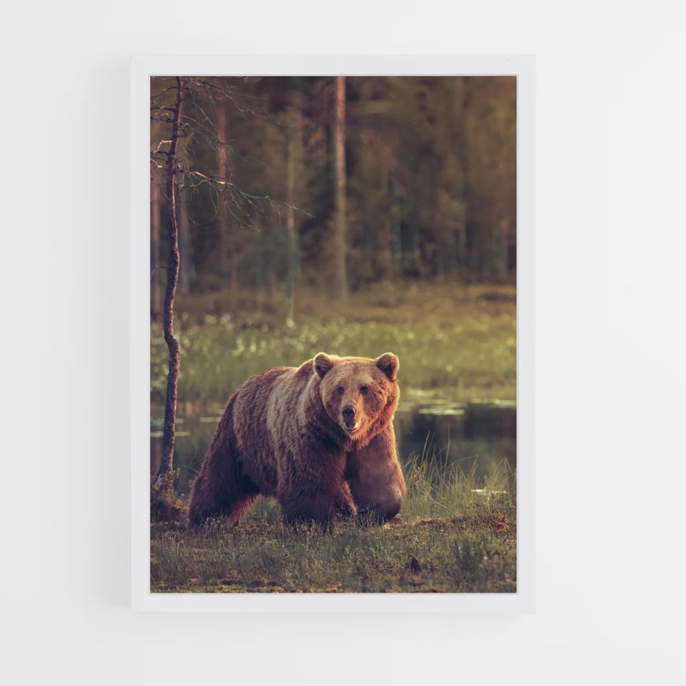 Adult Bear Poster