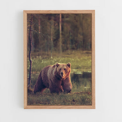 Adult Bear Poster