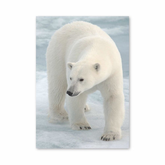 Polar Bear Poster