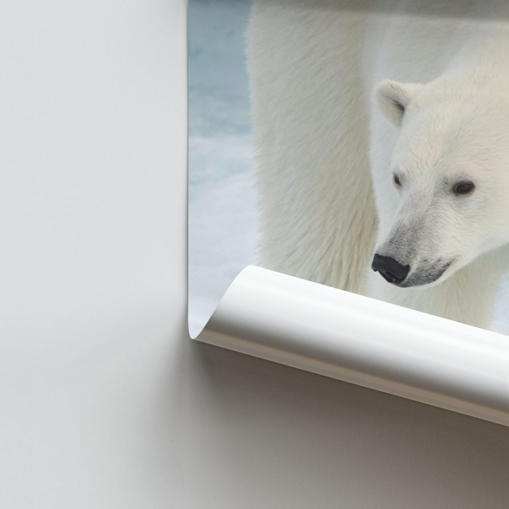 Polar Bear Poster