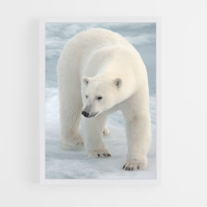 Polar Bear Poster