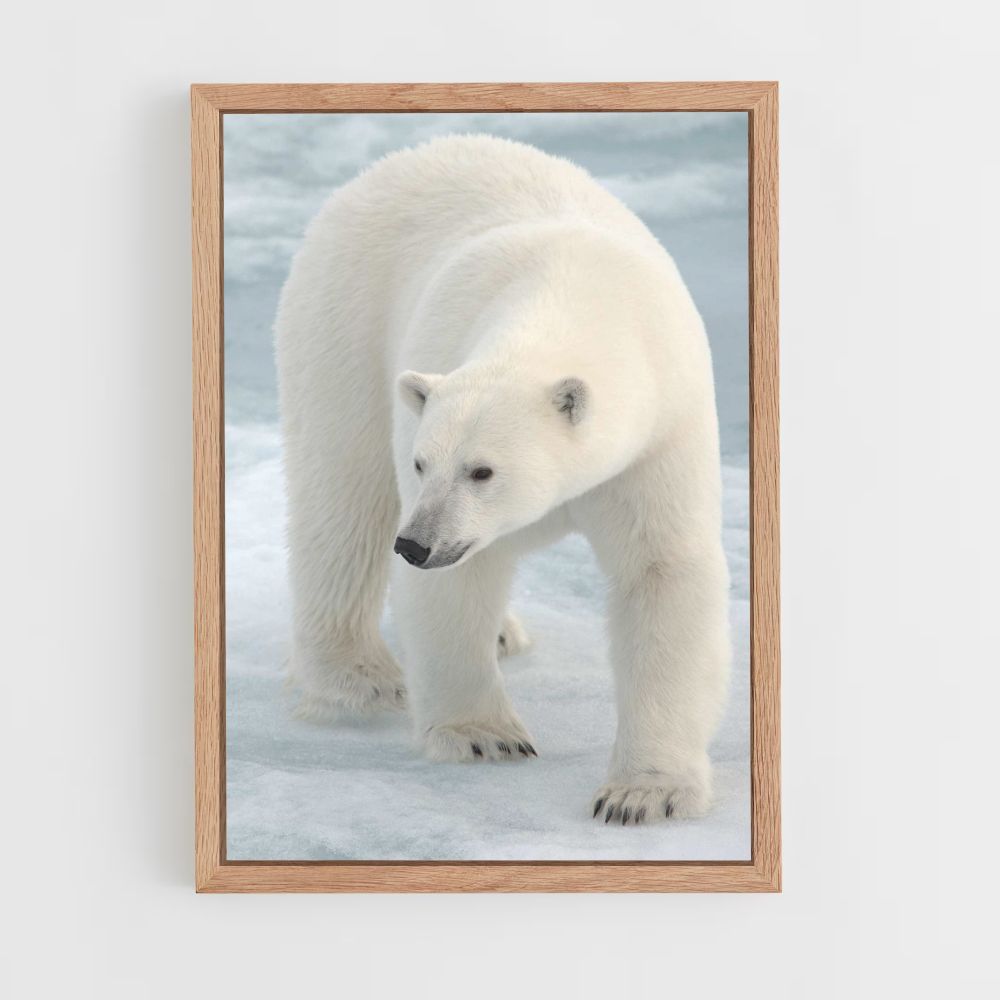 Polar Bear Poster