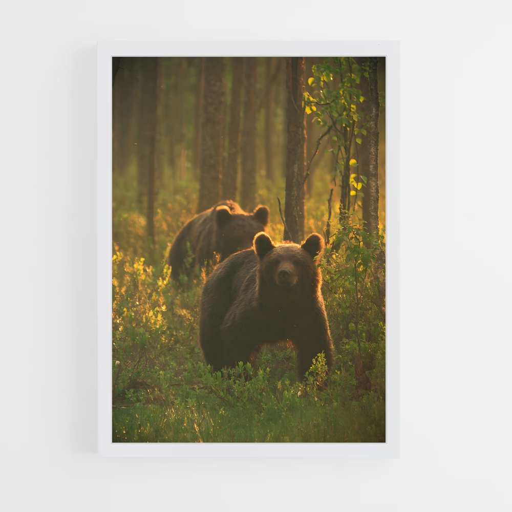bear-5 cadre Blanc