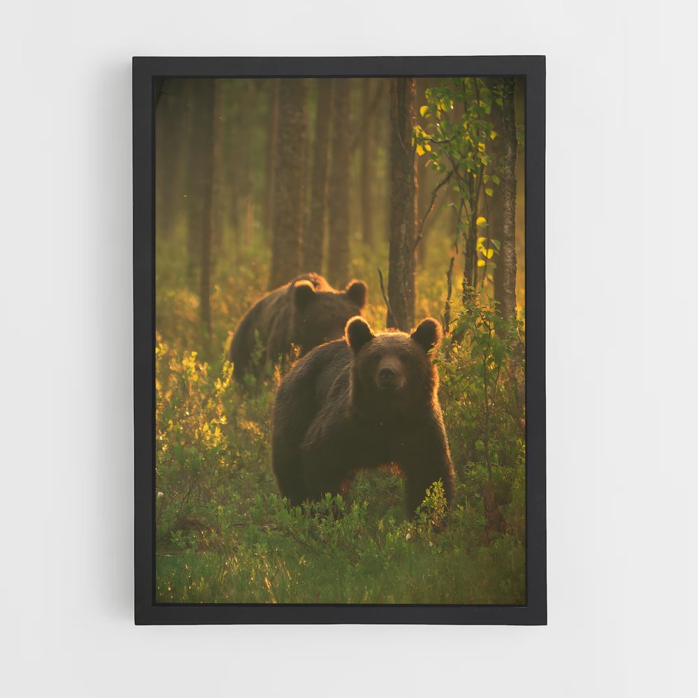bear-5 cadre Noir