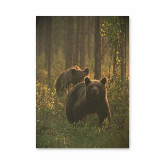 Brown Bear Family Poster