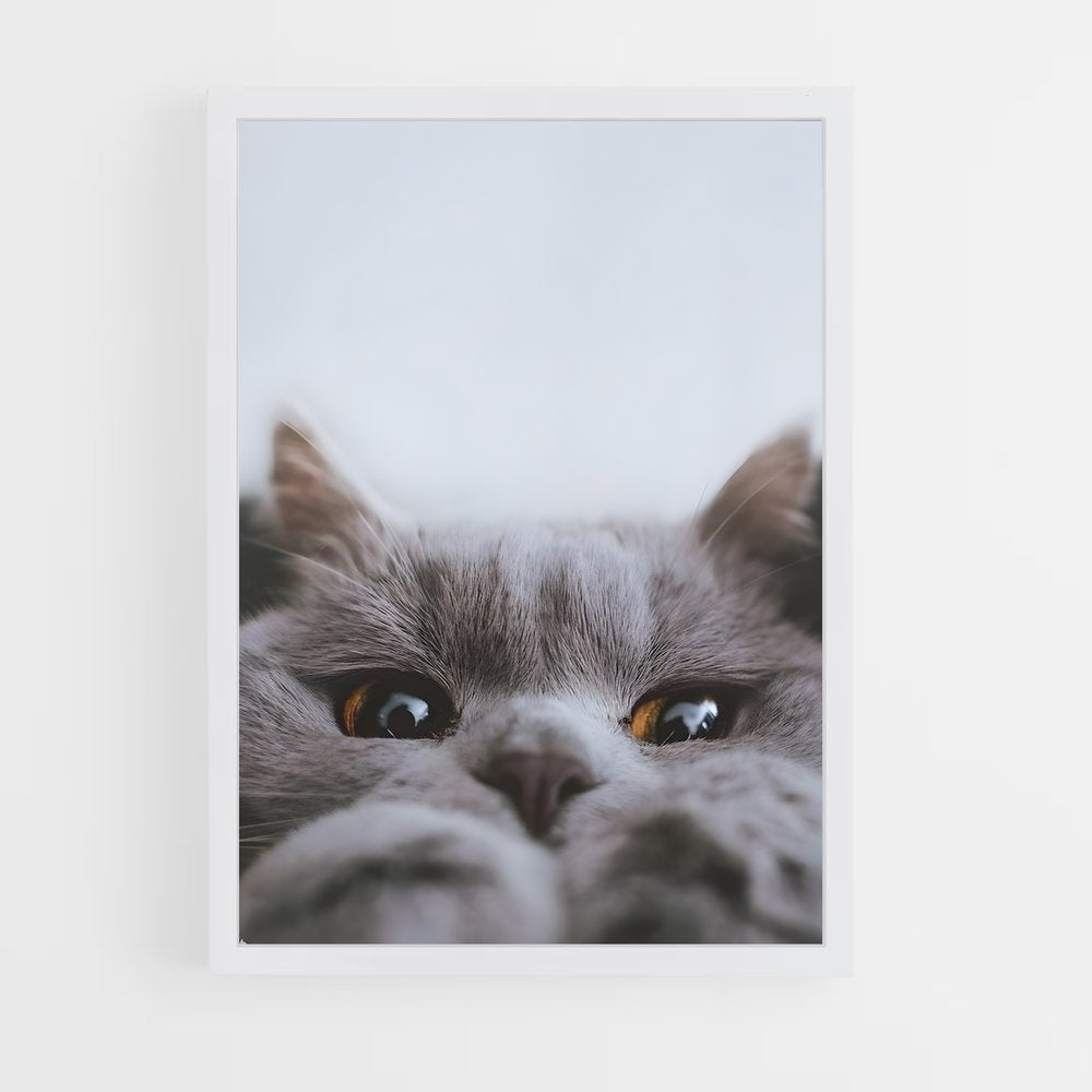 cat-2 cadre Blanc