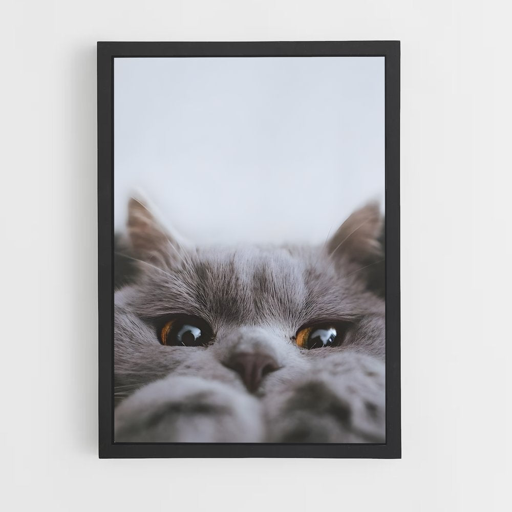 cat-2 cadre Noir