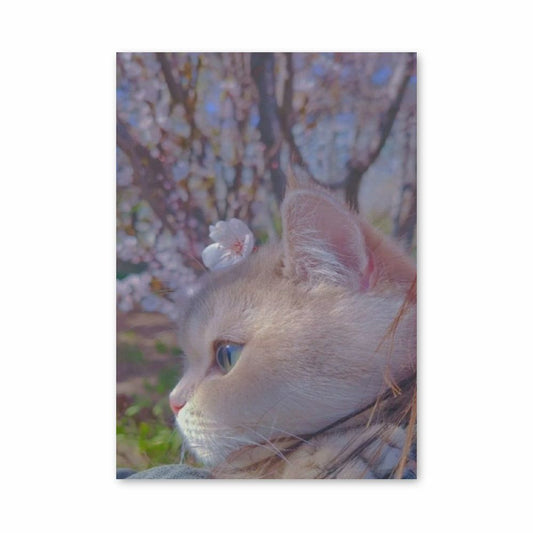 Poster Chat Sakura