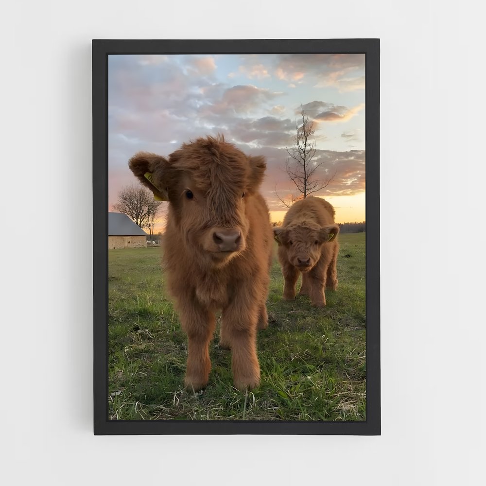 cow-2 cadre Noir