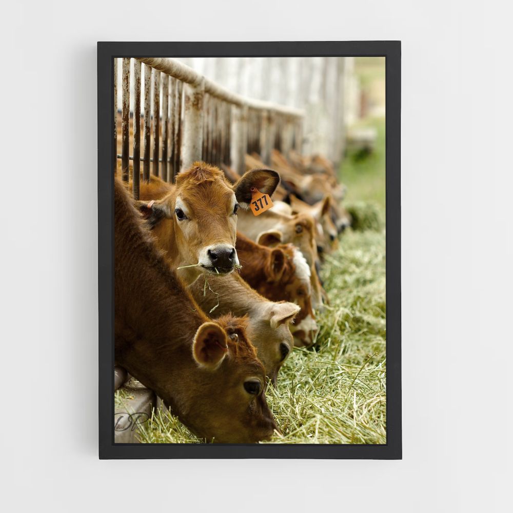 Poster Cow Breeding