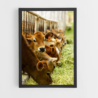 cow-3 cadre Noir