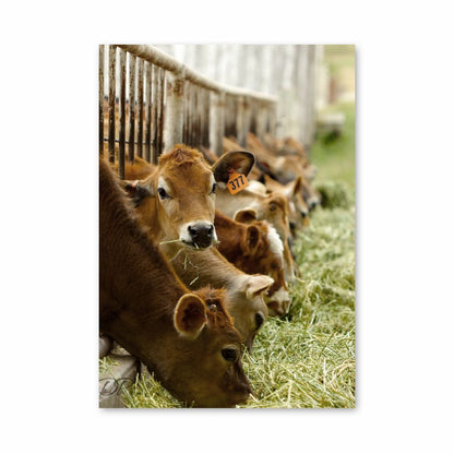 Poster Cow Breeding