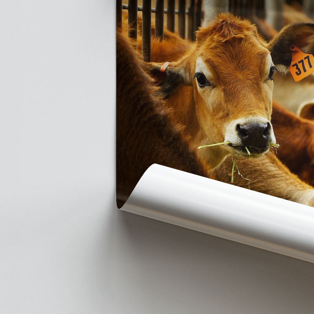 Poster Cow Breeding