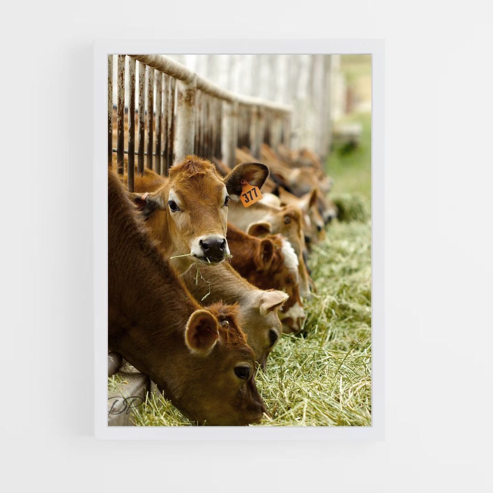 Poster Cow Breeding