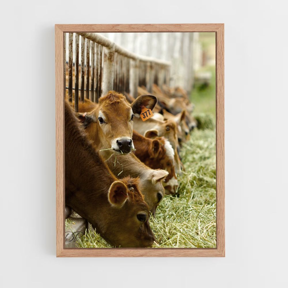 Poster Cow Breeding