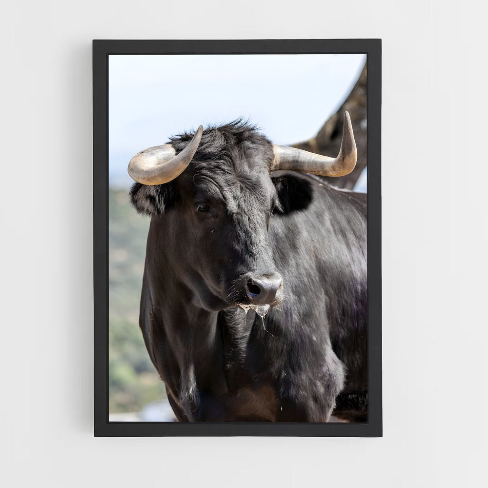 cow-4 cadre Noir