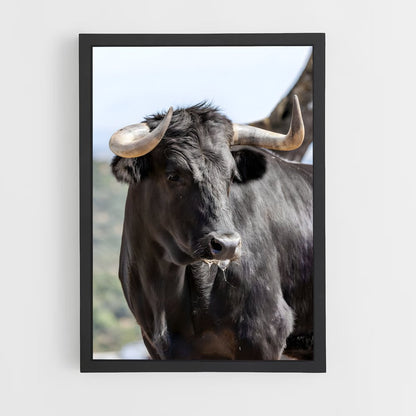 cow-4 cadre Noir