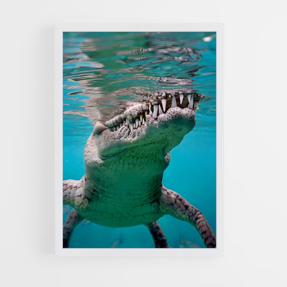 crocodile-8 cadre Blanc